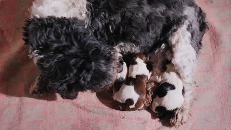 Dog-After-Giving-Birth-With-Newborn-Puppy-12