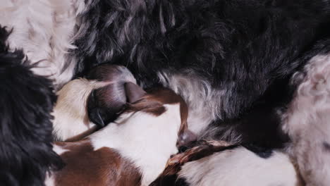 Dog-After-Giving-Birth-With-Newborn-Puppy-13