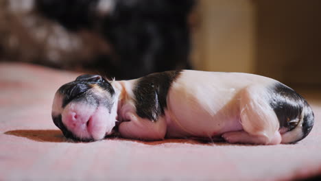 Newborn-Defenseless-Puppy
