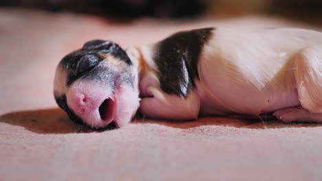 Newborn-Defenseless-Puppy