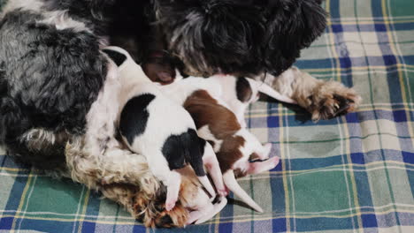 Dog-After-Giving-Birth-With-Newborn-Puppy-02
