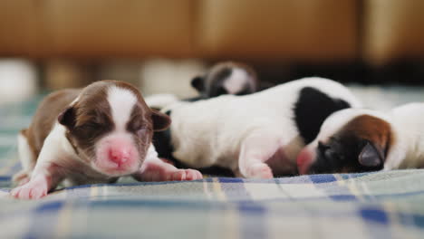 Newborn-Puppy-09