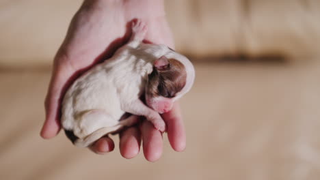 Man-Holding-Newborn-Puppy-07