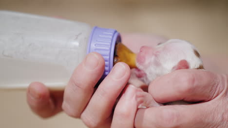 Woman-Feeds-Milk-To-A-Newborn-Puppy-From-Bottle-01
