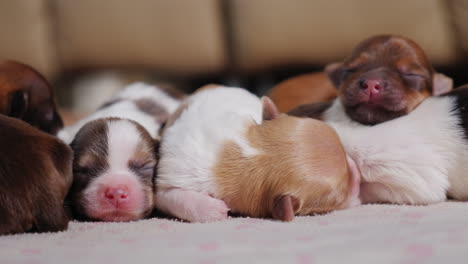 Litter-Of-Cute-Newborn-Puppies-01