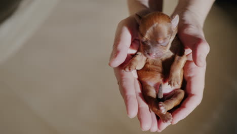 A-Man-Holds-A-Newborn-Puppy-In-The-Palm-Of-His-Hand-01