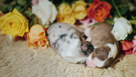 Newborn-Australian-Shepherd-Puppies