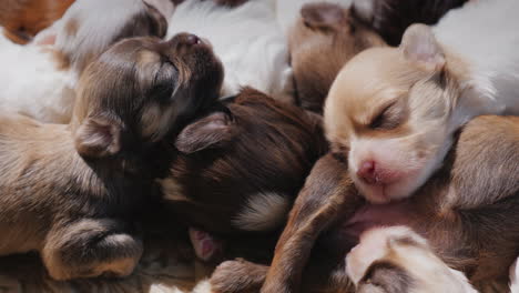 A-Group-Of-Newborn-Puppies-Sleeping-Next-To-Each-Other