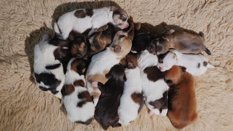A-Group-Of-Newborn-Puppies-Sleepsweetly-Next-To-Each-Other