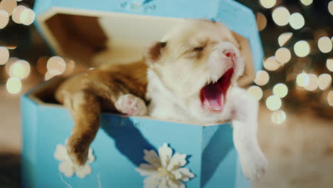 A-Little-Sleepy-Puppy-In-A-Gift-Box-Against-A-Background-Of-Blurred-Garland-Lights