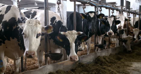 Cow-Eating-Hay-In-Farm-Barn-Agriculture-Dairy-Cows-In-Agricultural-Farm-Barn-4