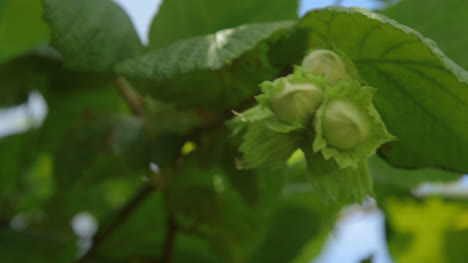 Hazelnuts-On-A-Tree-Grows-In-The-Forest-