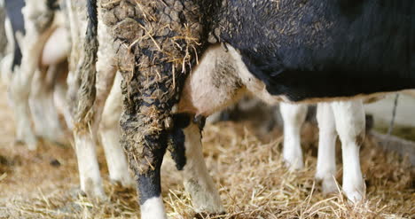 Vacas-Lechosas-Listas-Para-Ordeñar-En-La-Producción-De-Leche-De-Granja-2