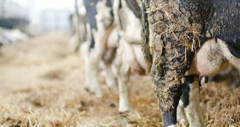Milchige-Kühe-Bereit-Zum-Melken-In-Der-Hofmilchproduktion