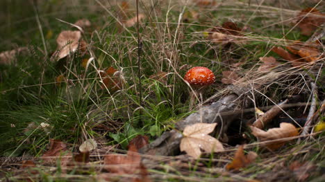 Dangerous-Red-Toadstool-In-Forest-3