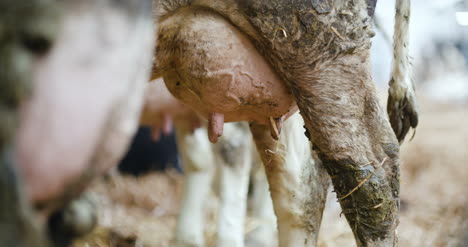 Milchige-Kühe-Bereit-Zum-Melken-Bei-Der-Milchproduktion-Auf-Dem-Bauernhof-8