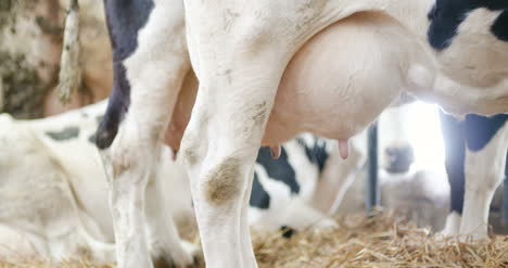 Vacas-Lecheras-Listas-Para-Ordeñar-En-La-Producción-De-Leche-De-Granja