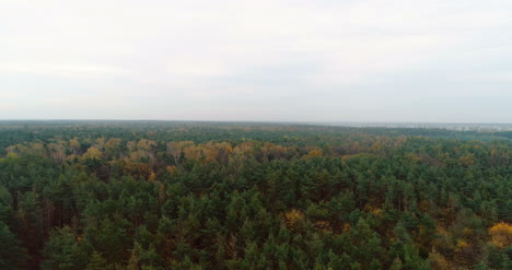 Flying-Over-Forest-Forest-From-Above-15