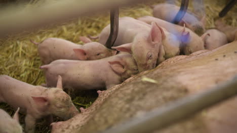 Pigs-On-Livestock-Farm-Pig-Farming-Young-Piglets-At-Stable-60