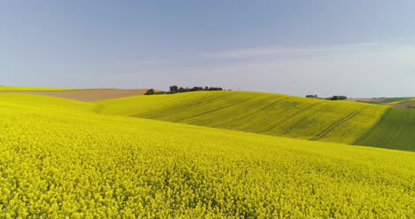 Scenic-View-Of-Canola-Field-Against-Sky-7