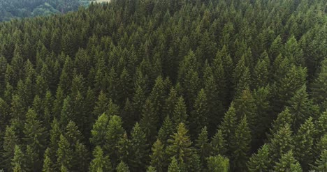 Flying-Over-The-Beautiful-Forest-Trees-Landscape-Panorama-61