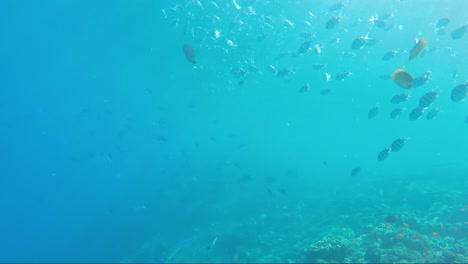 Vielzahl-Von-Seefischen-Auf-Dem-Hintergrund-Von-Korallenriffen