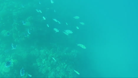 Variety-Of-Sea-Fish-On-The-Background-Of-Coral-Reefs