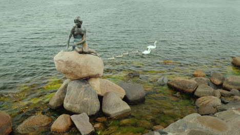 Die-Statue-Der-Kleinen-Meerjungfrau-In-Der-Bucht-Von-Kopenhagen-Ein-Schwan-Mit-Kleinen-Küken-Daneben-Regnerisch