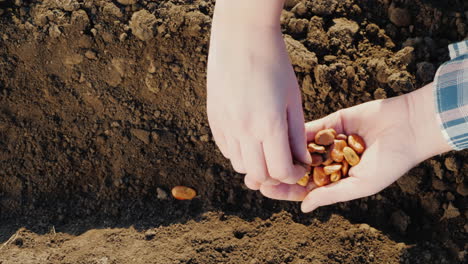 Farmer\'s-Hands-Are-Planting-Grain-Into-The-Soil-New-Life-Concept