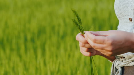 Farmer's-Hands-With-Spikelets-Of-Green-Wheat