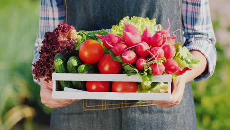 A-Farmer-Holds-A-Wooden-Box-With-A-Set-Of-Fresh-Ripe-Vegetables-From-His-Garden