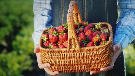 A-Farmer-Holds-A-Basket-Of-Strawberries-Fresh-Berries-From-The-Farm