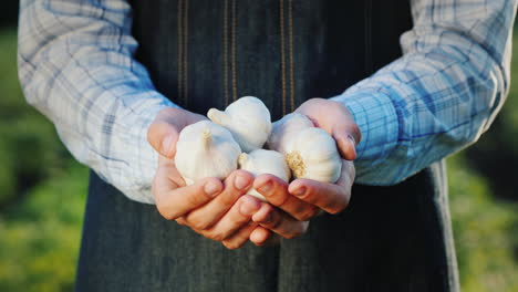 A-Farmer-Holds-Several-Heads-Of-Garlic-Natural-Spices-Products-From-Your-Garden