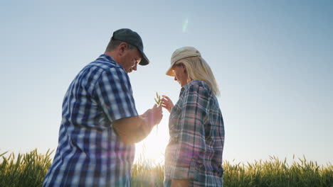 Two-Farmers-Are-Studying-Wheat-Ears-On-The-Field
