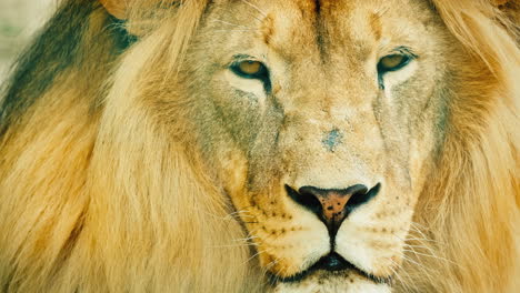 Porträt-Eines-Beeindruckenden-Männlichen-Löwen