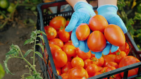 Bauernhände-Halten-Mehrere-Reife-Tomaten-Im-Garten-Beim-Ernten-Von-Gemüse