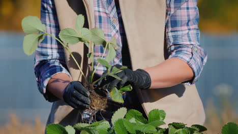 The-Gardener-Inspects-The-Strawberry-Seedlings-Preparing-For-Planting