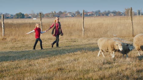 Middle-Aged-Woman-With-A-Niño-Having-Fun-On-A-Farm---Running-After-A-Herd-Of-Sheep