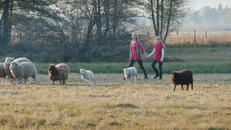 Mom-With-A-Child-Running-After-A-Herd-Of-Sheep-Having-Fun-Together