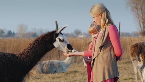 Woman-With-Baby-Feed-Black-Alpaca-On-A-Farm