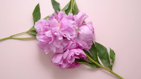 A-bouquet-of-lovely-fresh-light-violet-peonies-on-a-pastel-pink-background--Flat-lay