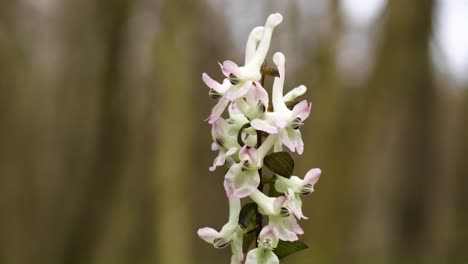 inflorescence of corydalis cava dancing in the wind