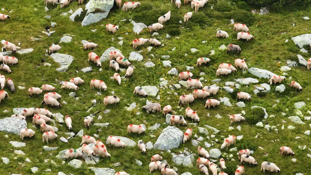 Flock of marked sheep grazing at high altitude in the mountains, aerial close up view showing mountain rocks and vibrant green grass