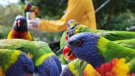 Inquisitive-and-energetic-coloured-birds-gather-in-a-social-group-around-a-bird-feeding-bowl