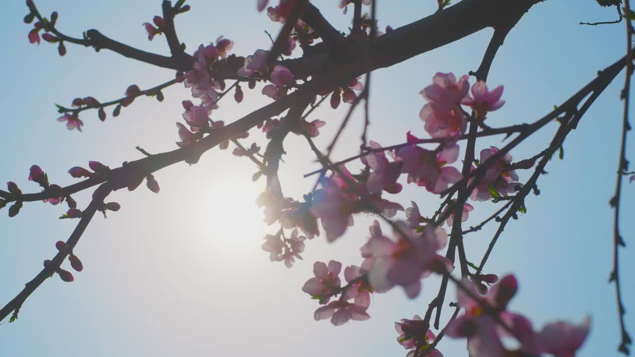 Pink Blossoms on a Tree