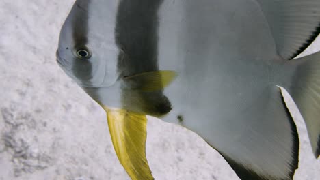 close up slow motion shot of large batfish swimming close to the camera in 4k