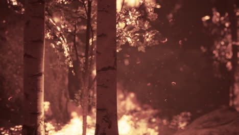 Wildfire-burns-ground-in-forest