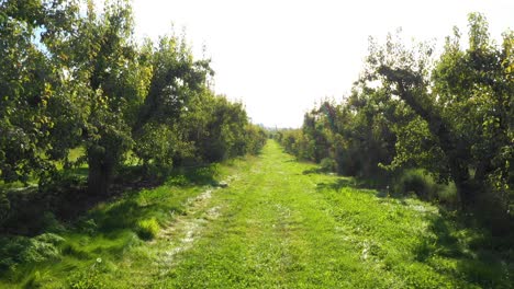 Bewegung-Durch-Einen-Obstgarten-Im-Südlichen-Oregon