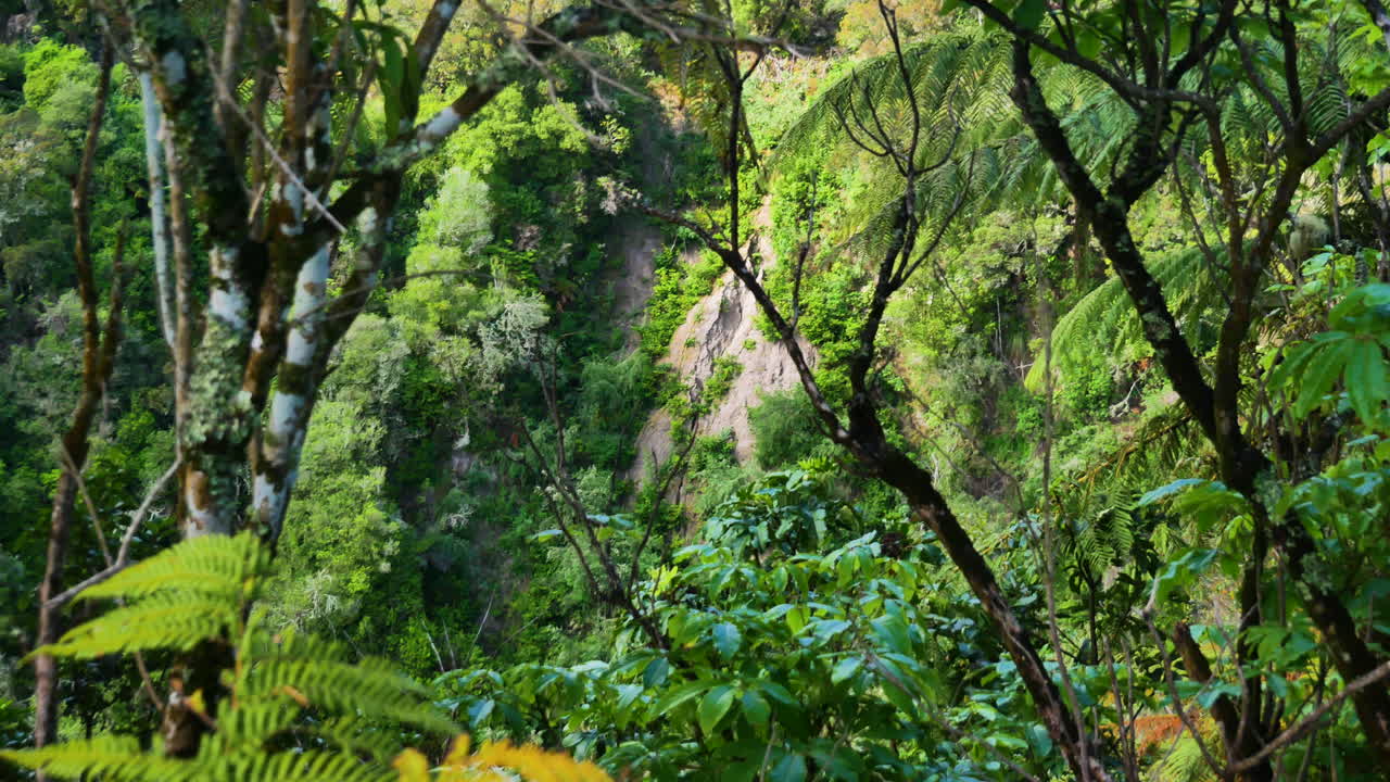 태양이 빛나는 동안 푸른 언덕이 있는 울창한 열대 숲 풍경을 보여주는 느린 팬 샷 - 와이망구, 뉴질랜드