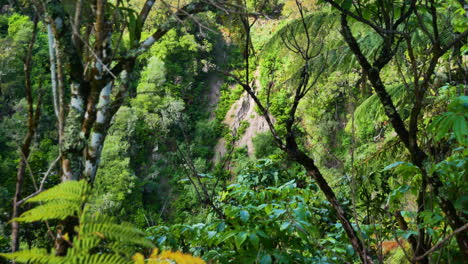 Langsame-Schwenkaufnahme,-Die-Eine-Dichte-Tropische-Waldlandschaft-Mit-Grünen-Hügeln-Zeigt,-Während-Die-Sonne-Scheint---Waimangu,-Neuseeland